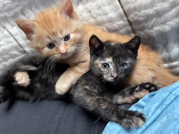Photo de chatons pour illustrer l'attrait pour les chatons