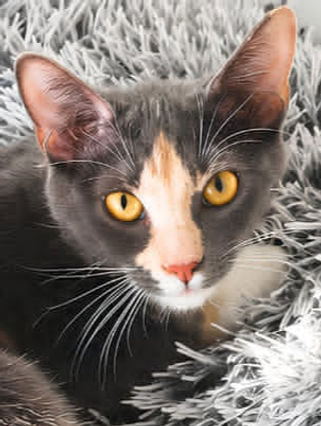Sakura est en accueil à Aubervilliers (93).