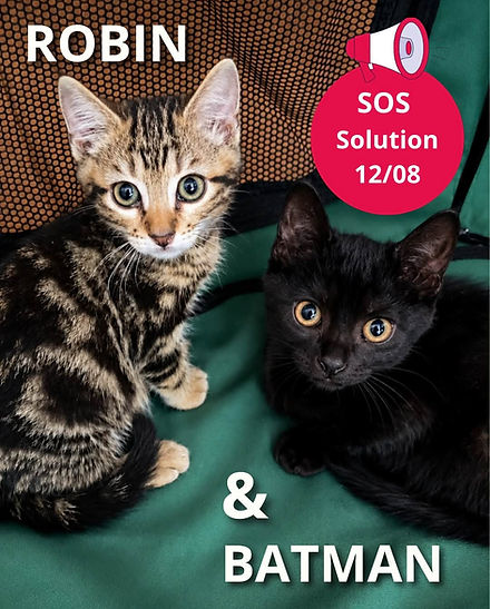 Chaton Robin & Batman.jpg