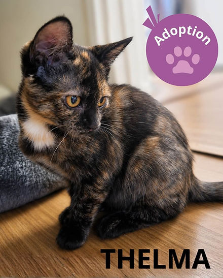 Chaton Thelma.jpg