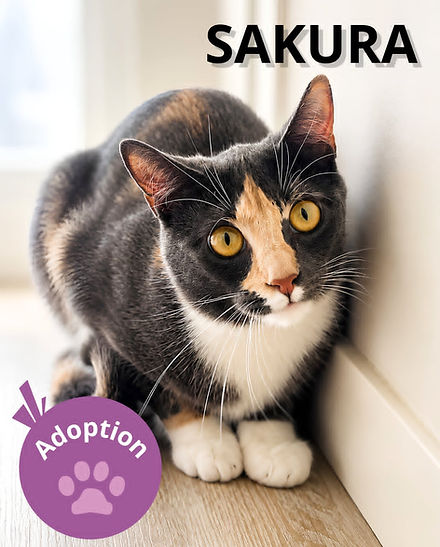 SAKURA affichette.jpg