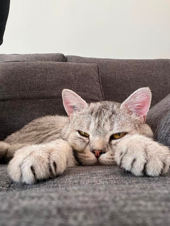 Calin 03.jpg