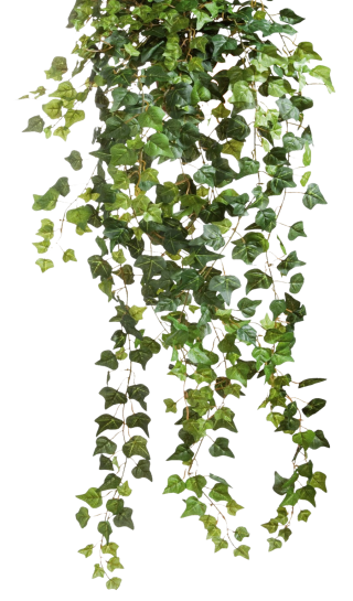 ivy-vines-clear-cut-png-30.png