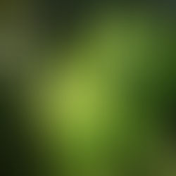 "Squinting Waves" in Snowflake