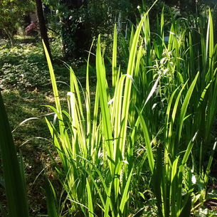 "Squinting Waves" in Snowflake