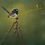Thumbnail: Superb Fairy Wren Painting