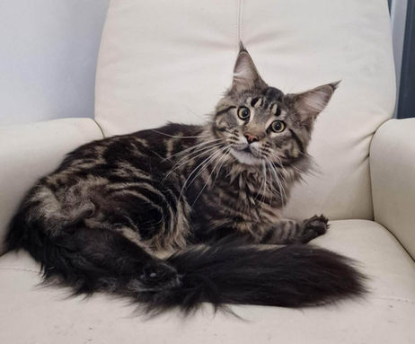 White Fox Teddy. Brown Tabby Male Huge pedigree maine coon monster. Active stud. cumbria