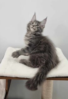 Blue Tabby Maine Coon Kitten