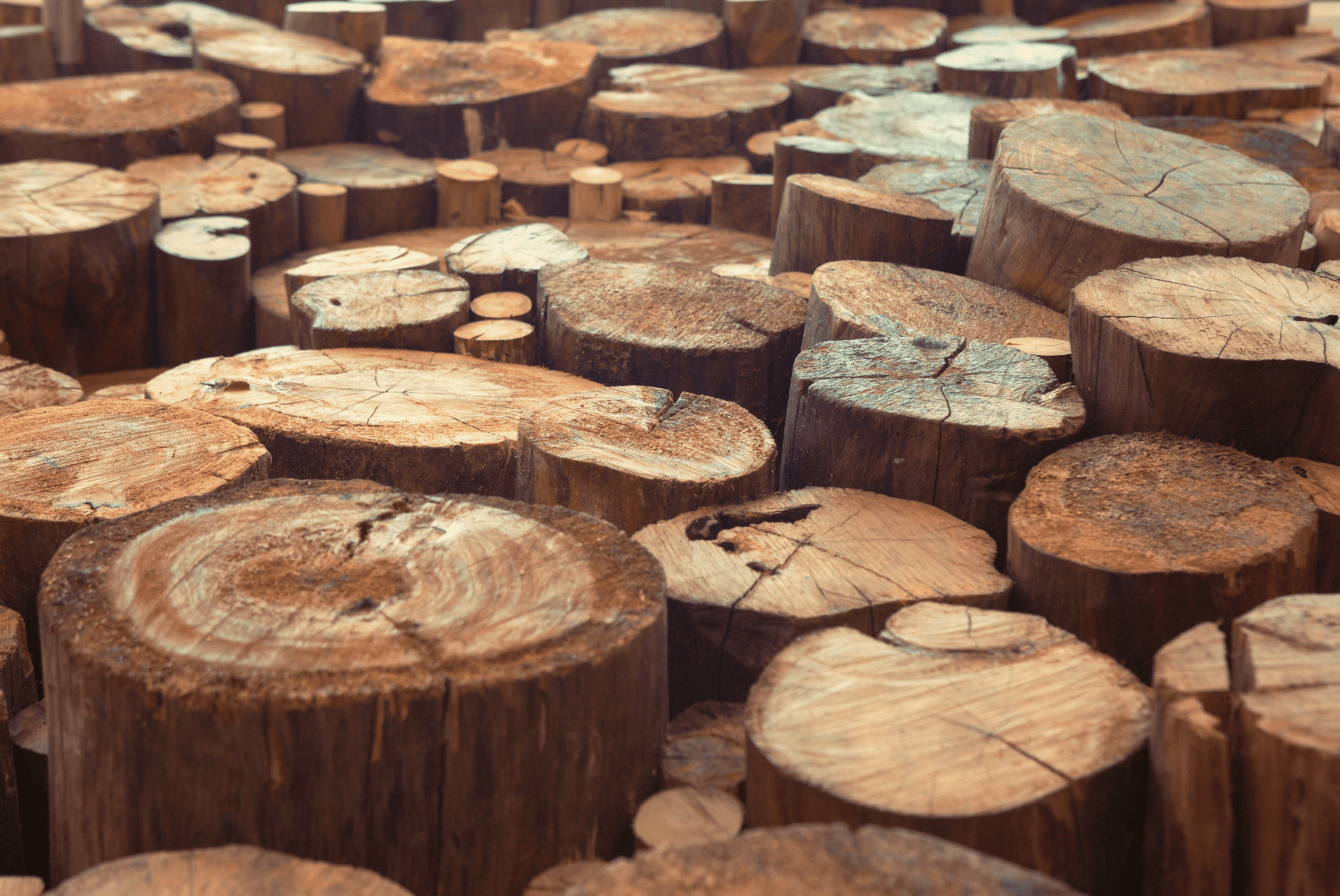 Teak Wood: Exploring Types, Costs, and Its Unparalleled Beauty