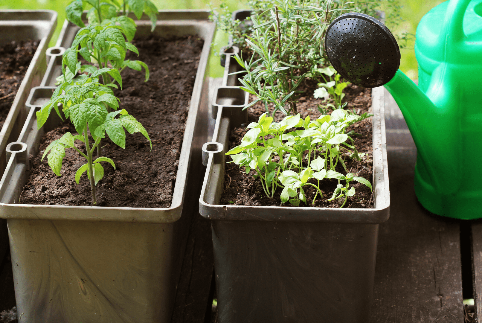 Terrace Gardening: Benefits, Costs, and Considerations
