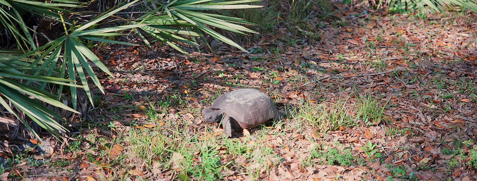 gopher.mp4