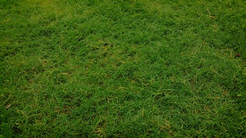 pexels-digitalbuggu-166651_edited.jpg