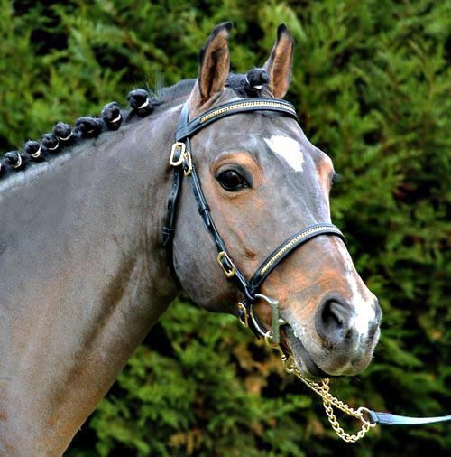 Réservation saillie IAC Movie Star Tilia