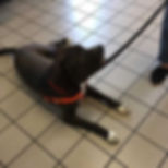 Harness Exchange Pit