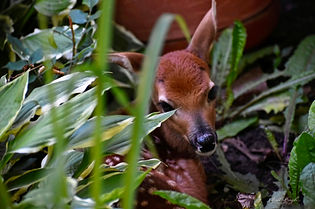 FAWN