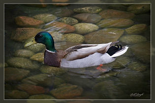 MODERN BORDER MALLARD DUCK