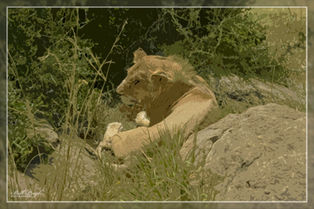 AFRICAN SAFARI IN KENYA