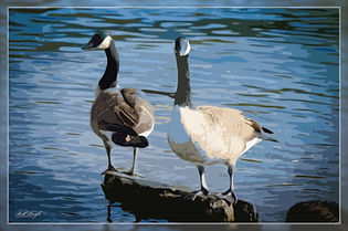 NZ10649-B.jpg