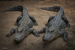 TEXAS ALLIGATORS