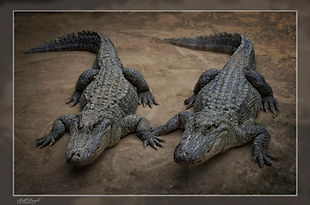 MODERN BORDER ALLIGATORS