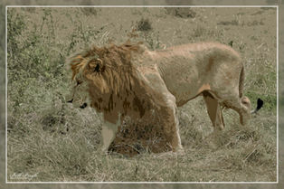 AFRICAN SAFARI IN KENYA