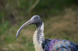 NORTHERN BALD IBIS
