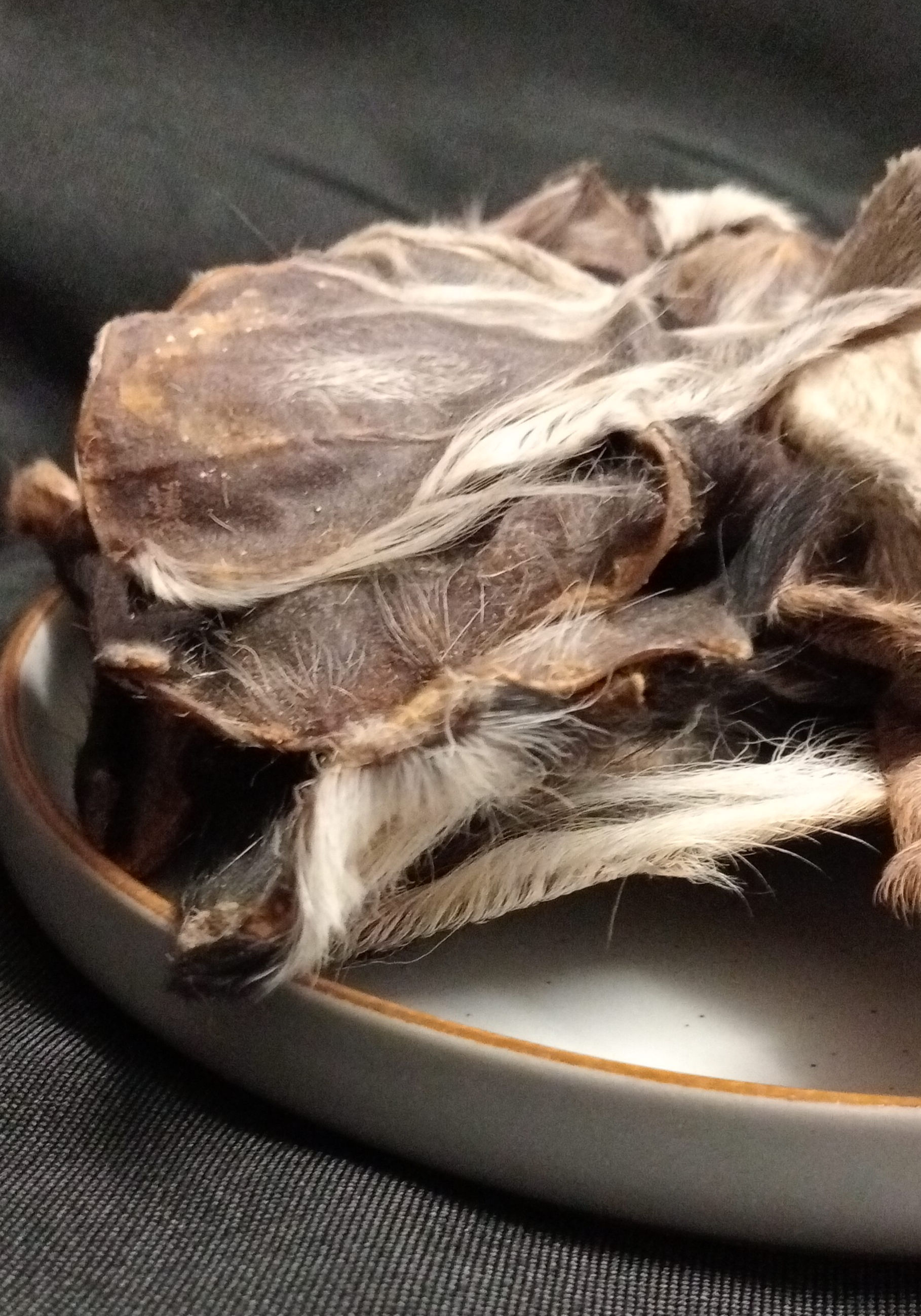 Hairy Goats Ears 5 Piece Bag