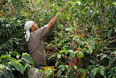 Finca La Fortuna
