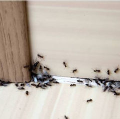 Fourmis