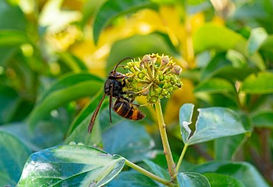 Abeille