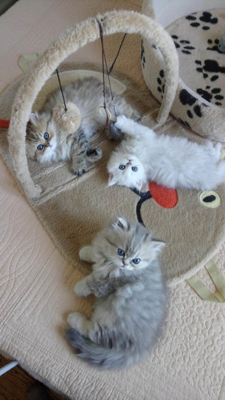 Chatons