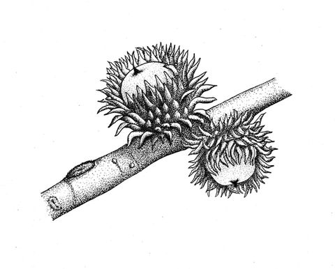 Cork oak-black and white_2.jpg