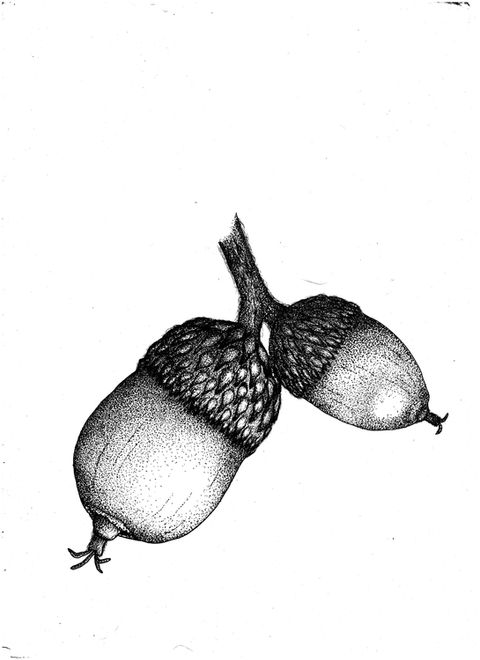 Alpine oak - black and white