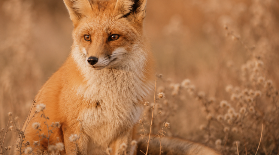 Red fox sitting in a field of dry tall grass