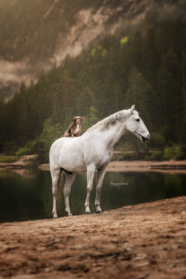 Honden en paarden fotografie