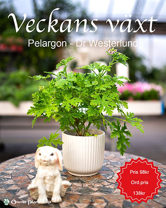 Pelargon - Dr Westerlund.jpg
