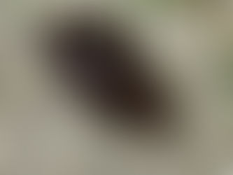 The Coconut Rhinoceros Beetle in Hawaii: Aloha Tree Savers Protecting Palm Trees with Non-Toxic Treatment