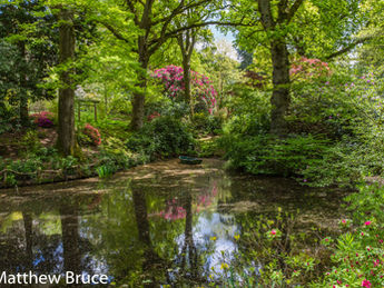 In the garden this week