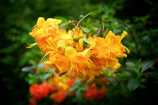 Ramster Garden azaleas