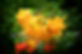 Ramster Garden azaleas