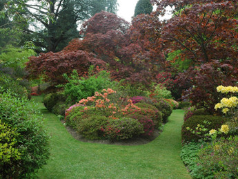 In the garden this week