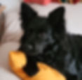 Förderung mit Hunden, emotionale Unterstützung durch Therapiehunde, tiergestützte Unterstützung, individuelle Förderung durch Hunde, tiergestützte Pädagogik