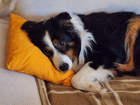 Team Bear, Gerichtsorientierte Angebote, Psychosoziale Prozessbegleitung, Gutachten im Familiengerichtlichen Verfahren, gesetzliche Betreuung