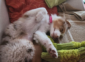 Team Bear, tiergestützte Intervention, Förderangebote mit Hunden, Schulförderung mit Therapiehunden, Resozialisierung durch Tiere