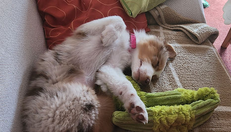 emotionale Unterstützung durch Hunde, Lernförderung mit Therapiehunden, individuelle Lerntherapie mit Tieren, tiergestützte Unterstützung beim Lernen, Hunde in der Lernförderung