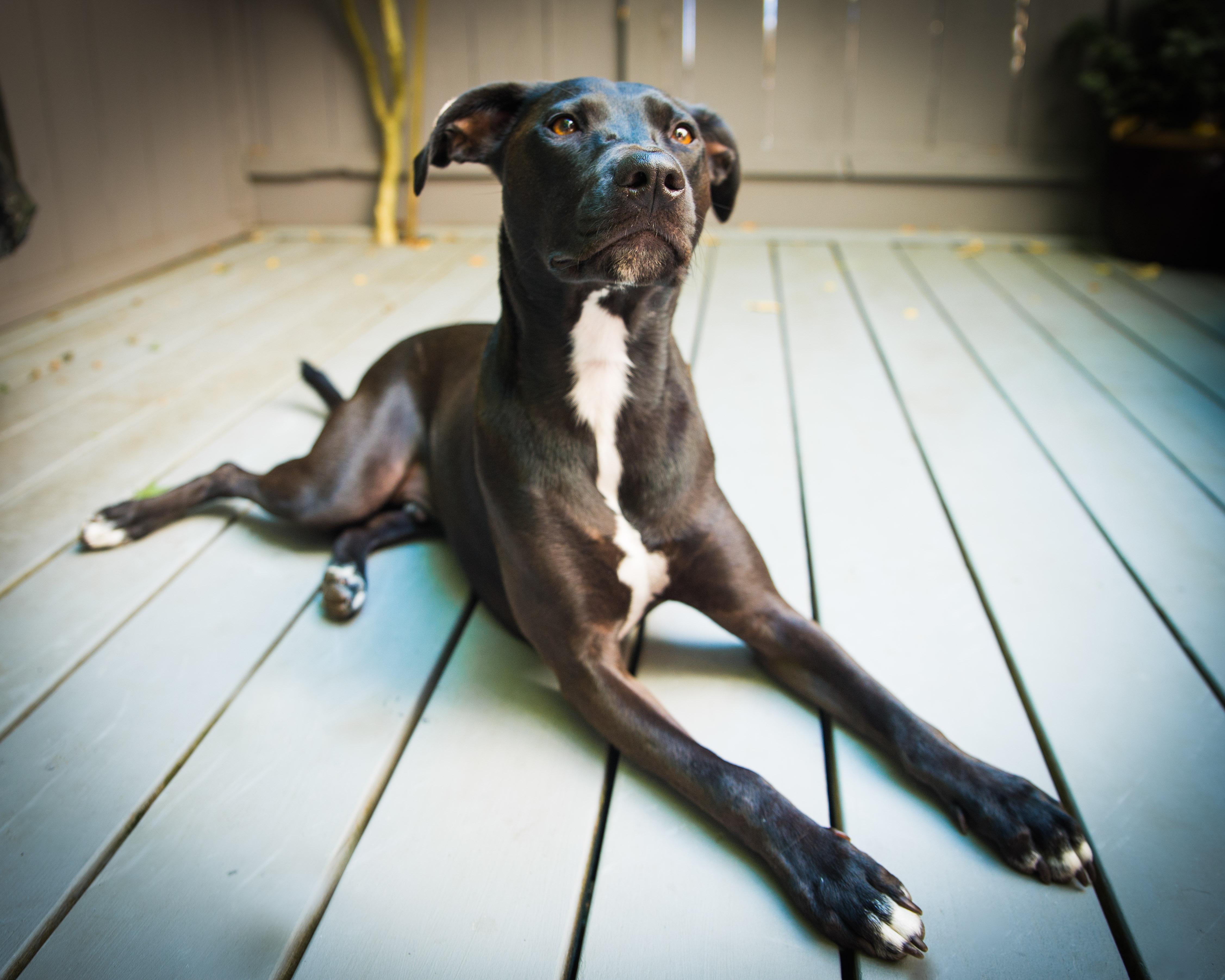 RamblingHoundPhotography-19