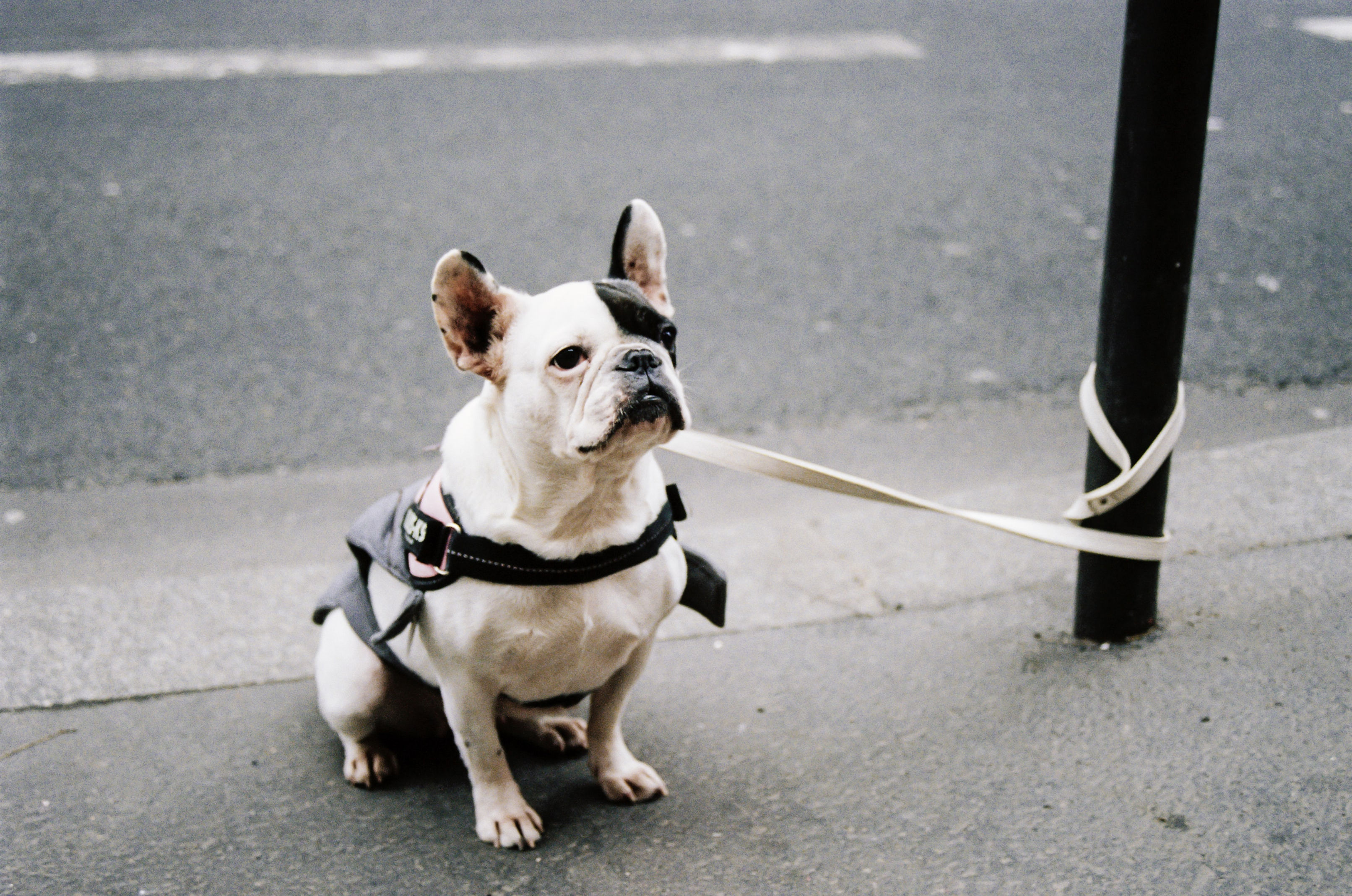 Drop the leash of past criticism