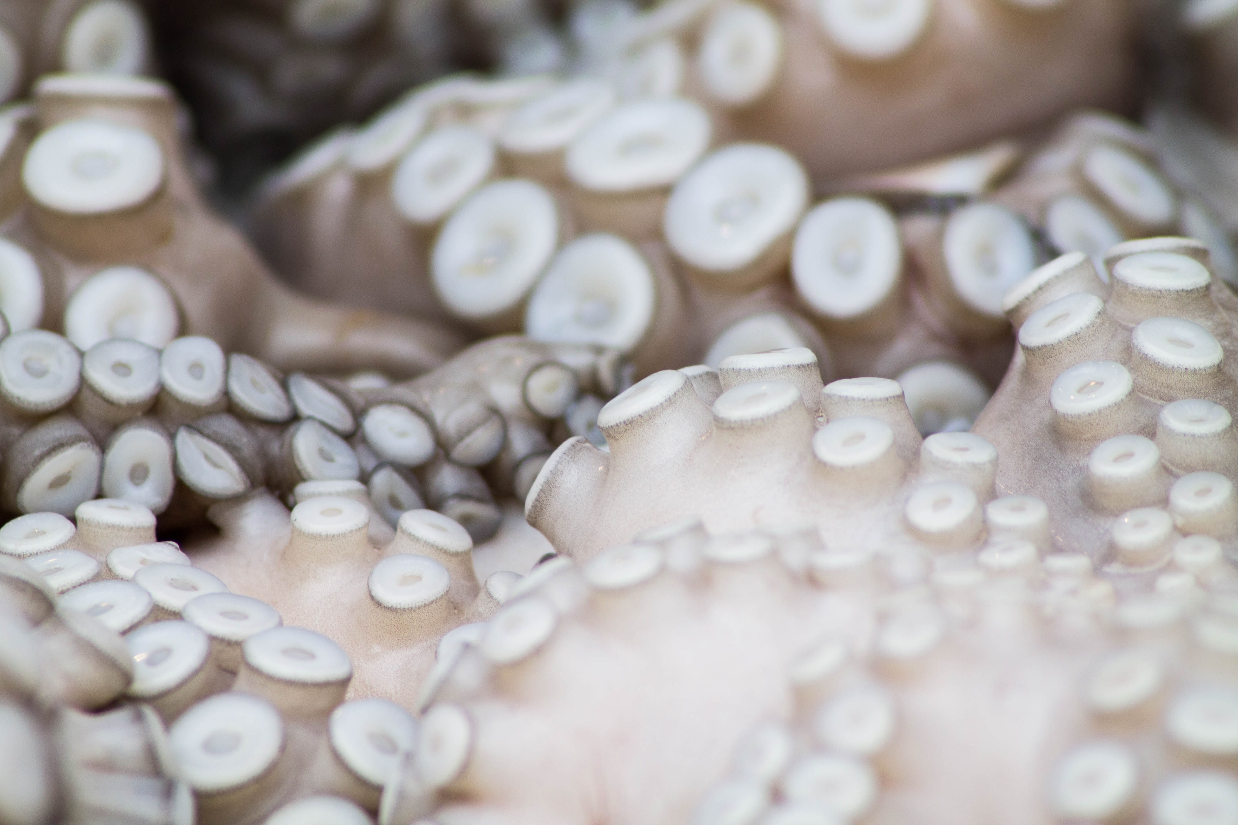 Dive into your belly and get free of the tentacles of your past