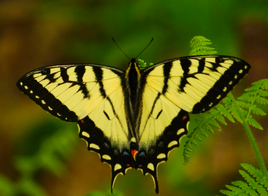 The Butterfly Effect