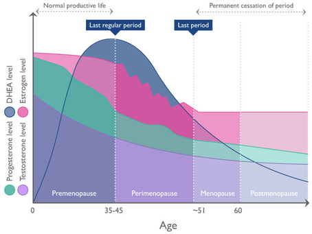 Why did I get perimenopause weight gain?